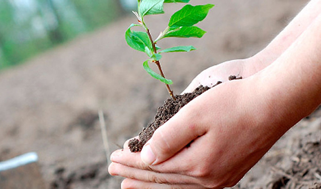 В рамках Нацпроекта «Экология» в Чечне намерены восстановить более 700 га леса 