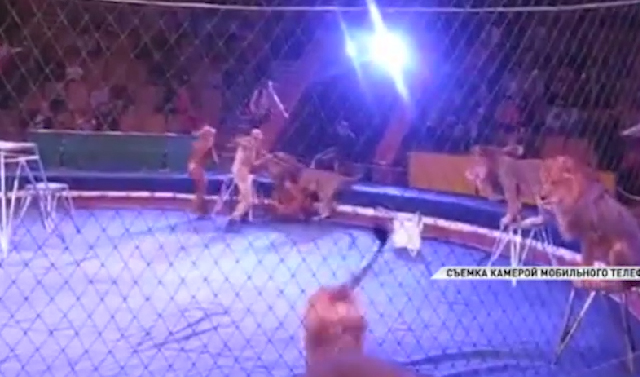 Рассылка о напавших на дрессировщика львах оказалась фейком