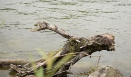 Экологический квест по сортировке отходов прошёл в Ачхой-Мартановском районе