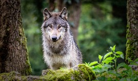 В Минприроды ЧР рассказали как вести себя при встрече с волком в лесу