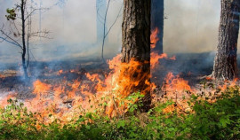 Росгидромет предупреждает о высокой пожароопасности в Чеченской Республике