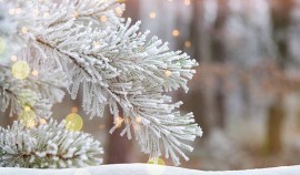 В ЧР усиливаются меры по охране хвойных деревьев в преддверии новогодних праздников