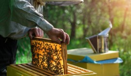Россельхознадзор запустил «Портал пчеловода» для защиты пчел от обработок пестицидами