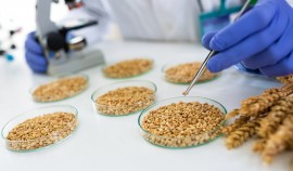 В Чеченской Республике Россельхознадзор аннулировал 16 деклараций на зерно объемом 77 тыс. тонн