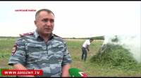 В Наурском районе сжигают конопляные поля 
