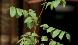 Рамзан Кадыров: Отросток дерева, под которым отдыхал Пророк Мухаммад ﷺ, прижился в ЧР