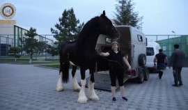 Рамзану Кадырову вручили подарок из Германии