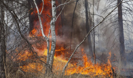 Минприроды ЧР запускает конкурс «Вместе сохраним леса от пожаров»