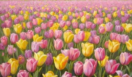 Россиян ждут длинные выходные в честь Международного женского дня в 2026 году| грозный, чгтрк