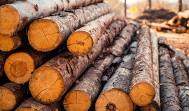 В Чеченской Республике с помощью ФГИС «Аргус-Фито» выявлено 41 нарушение при ввозе лесоматериалов