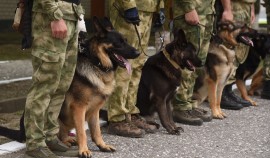 Кинологические расчёты грозненского соединения Росгвардии подтвердили высокий уровень подготовки