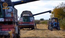 Валовый сбор зерна в Чеченской Республике составил 541,5 тысяч тонн