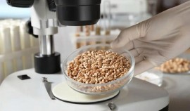 Россельхознадзор аннулировал декларацию на 3 тыс. тонн пшеницы в ЧР| грозный, чгтрк