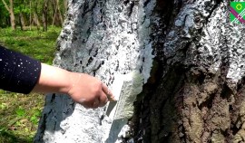 В селе Новый-Шарой продолжаются субботники по благоустройству территории