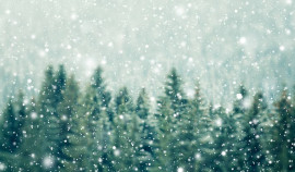 Лесная охрана Минприроды ЧР проводит проверки после снегопадов