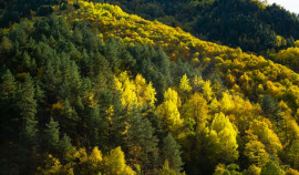 Итоги Всероссийского совещания «Леса России» обсудил министр природных ресурсов ЧР