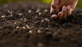 Россельхознадзор выявил 20 нарушений при посеве семян в Чеченской Республике