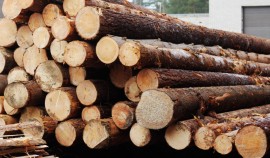 В Чеченской Республике с помощью ФГИС «Аргус-Фито» выявлено 20 нарушений при ввозе лесоматериалов