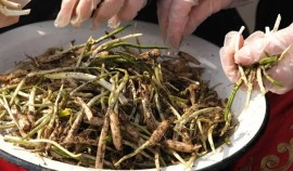 Минприроды ЧР призывает соблюдать правила сбора черемши в горах