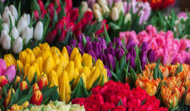 Россельхознадзор рассказал как правильно выбрать тюльпаны на 8 марта