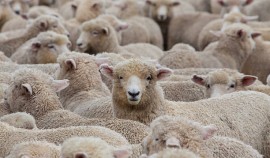 Россельхознадзор: Ответственность за здоровье сельскохозяйственных животных несут их владельцы