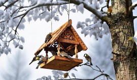 В Грозненском дендрологическом саду им. Рамзана Кадырова установили 17 новых кормушек для птиц