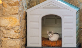 Грозненские школьники создали домики для бездомных котят в рамках Всероссийской акции