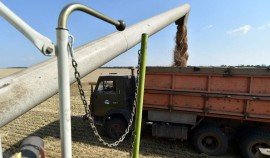 Путин спрогнозировал урожай зерновых размером более 140 млн т