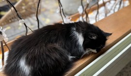 Проживание с кошкой положительно влияет на физическое и психическое здоровье человека