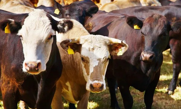 В Чеченской Республике пресечены попытки незаконного ввоза сельскохозяйственных животных и продукции