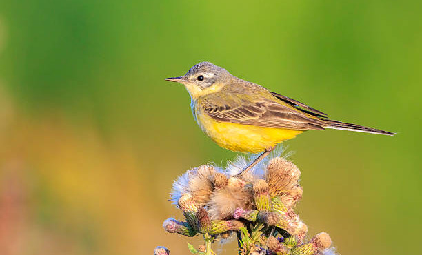 В Ачхой-Мартановском районе завершился молодёжный экологический форум «Зелёный мир»