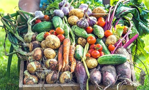 Эксперт поделилась методом продления срока хранения собранного урожая