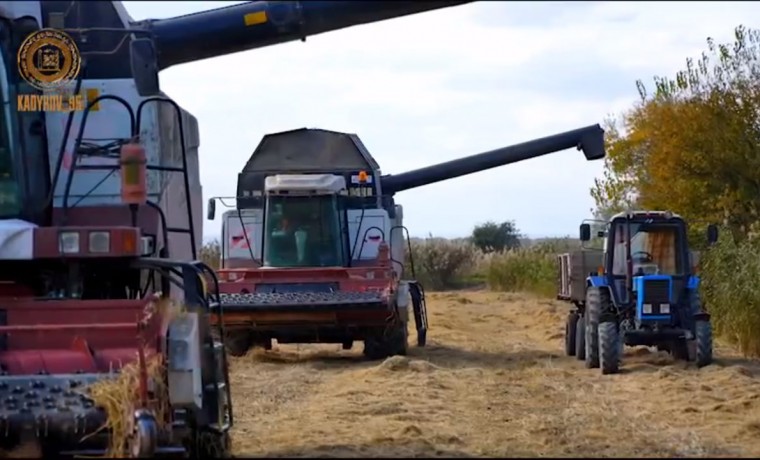 Валовый сбор зерна в Чеченской Республике составил 541,5 тысяч тонн