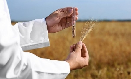 Кавказское управление Россельхознадзора информирует о проведении мониторинга зерна в 2025 году