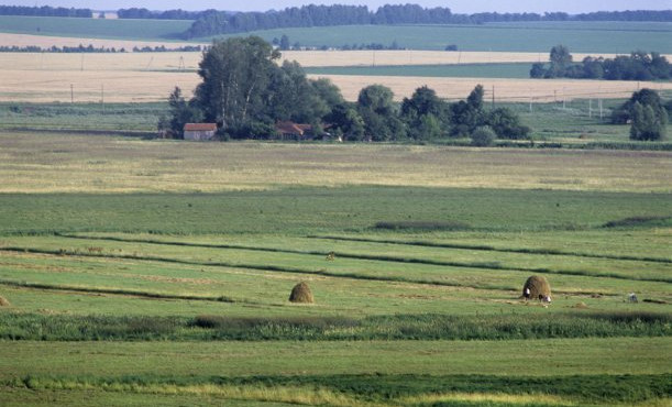 Россельхознадзор предупредил владельца земли в ЧР о нарушении закона из-за запущенных угодий