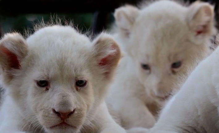 Львята-альбиносы Главы ЧР официально получили свои клички