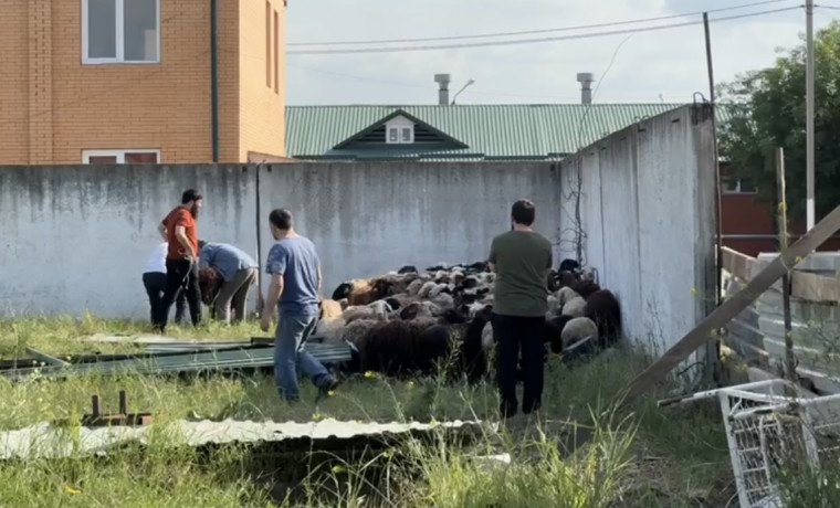 Более 700 жертвенных баранов вручили семьям погибших сотрудников Росгвардии