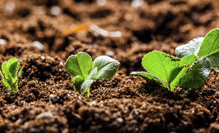 В Гудермесском районе обнаружено превышение ПДК тяжелых металлов в сельхозпочвах