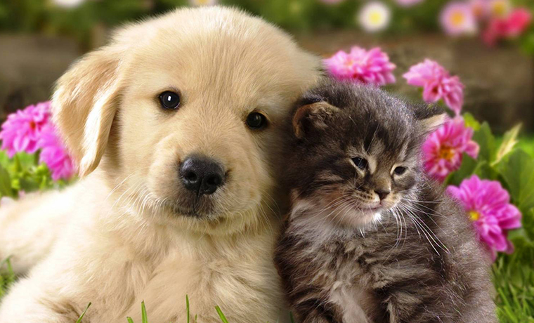 30 ноября - Всемирный день домашних животных